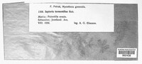 Septoria tormentillae image